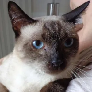 Gato raça  idade 7 a 11 meses nome duda