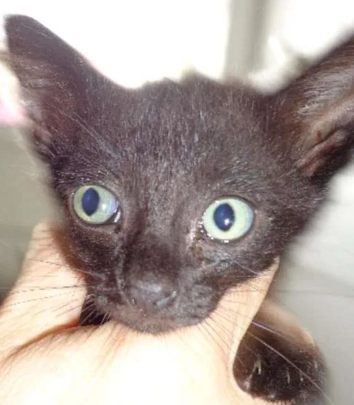 Gato ra a  idade 2 a 6 meses nome tiko
