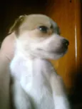 SEM NOME