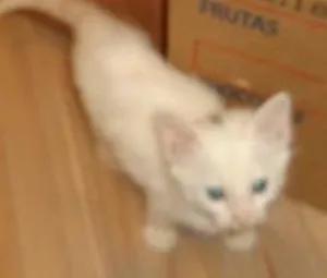 Gato raça  idade 2 a 6 meses nome gatinho