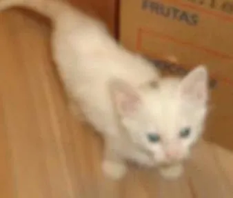 Gato ra a  idade 2 a 6 meses nome gatinho