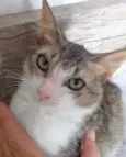 gatinho