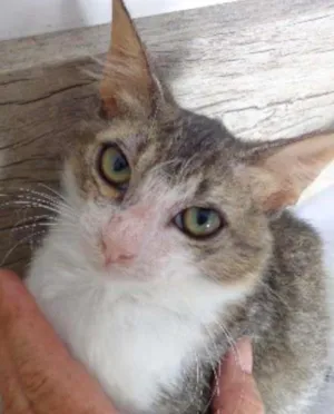 Gato raça  idade  nome gatinho