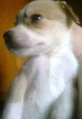 SEM NOME
