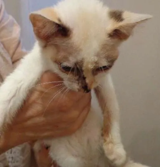 Gato ra a  idade 2 a 6 meses nome gatinho