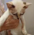 gatinho