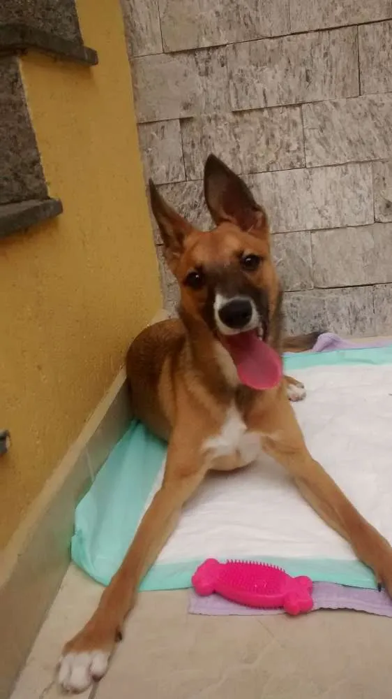 Cachorro ra a SRD idade 1 ano nome Mel