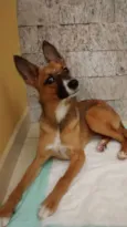 Mel