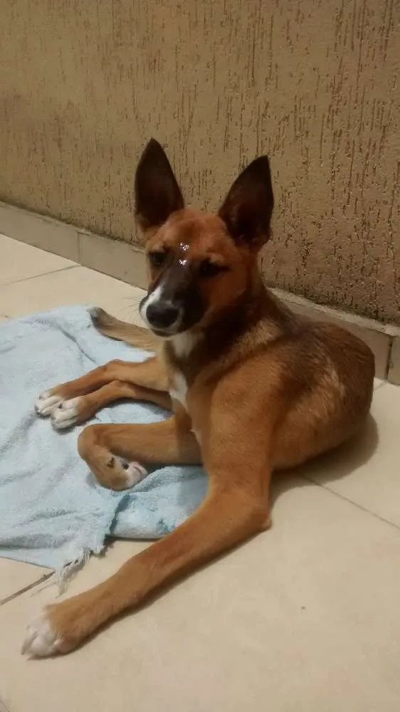 Cachorro ra a SRD idade 1 ano nome Mel