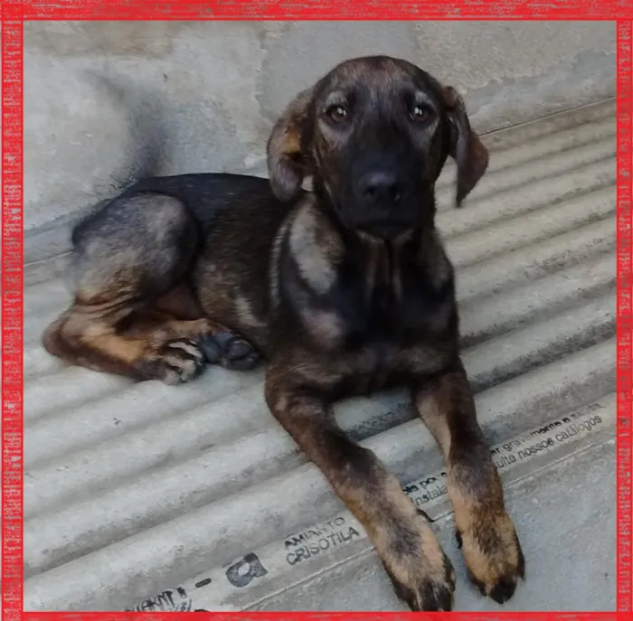 Cachorro ra a srd idade 2 a 6 meses nome Flor