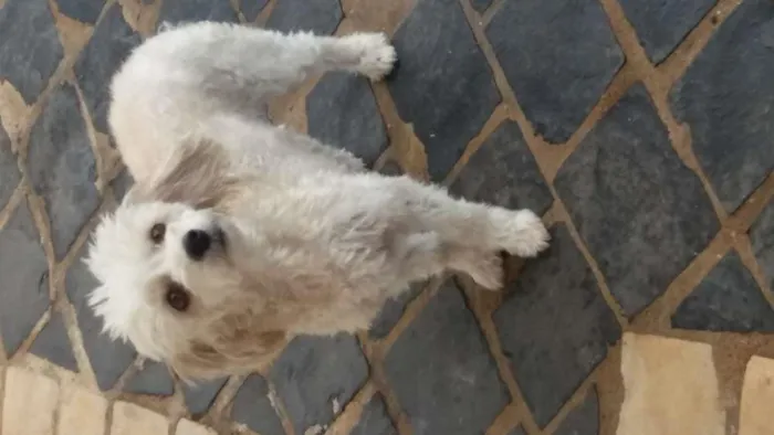 Cachorro raça poodle idade 5 anos nome minney