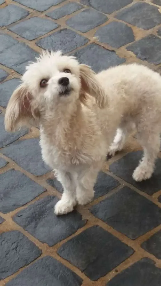 Cachorro raça poodle idade 5 anos nome minney