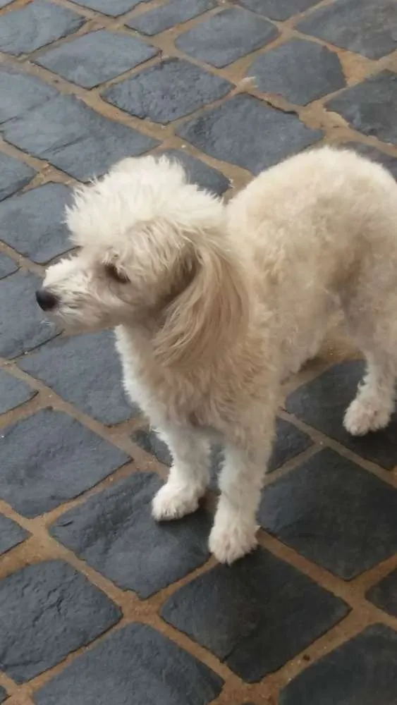 Cachorro raça poodle idade 5 anos nome minney