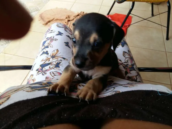 Cachorro ra a srd idade 1 ano nome lilika