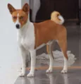 Chevi