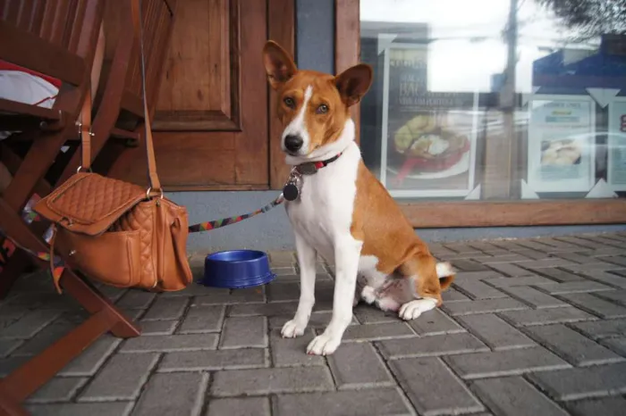Cachorro ra a Basenji idade 2 anos nome Chevi