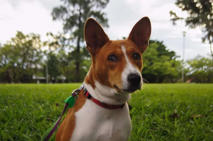 Cachorro ra a Basenji idade 2 anos nome Chevi