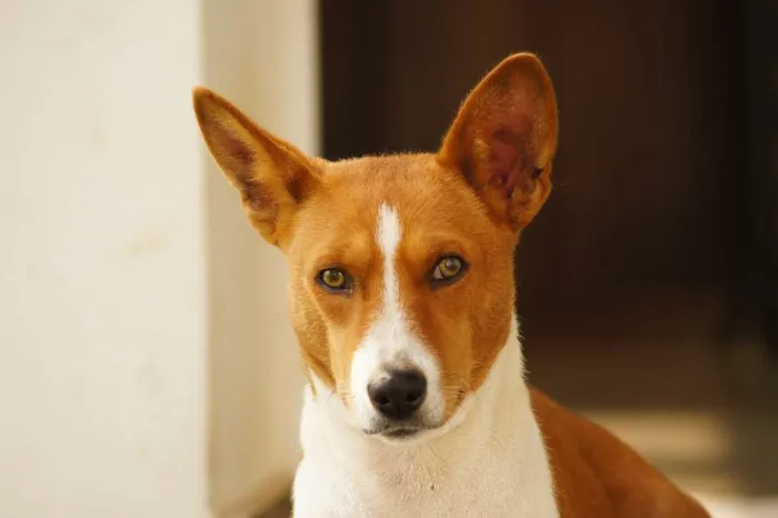 Cachorro ra a Basenji idade 2 anos nome Chevi