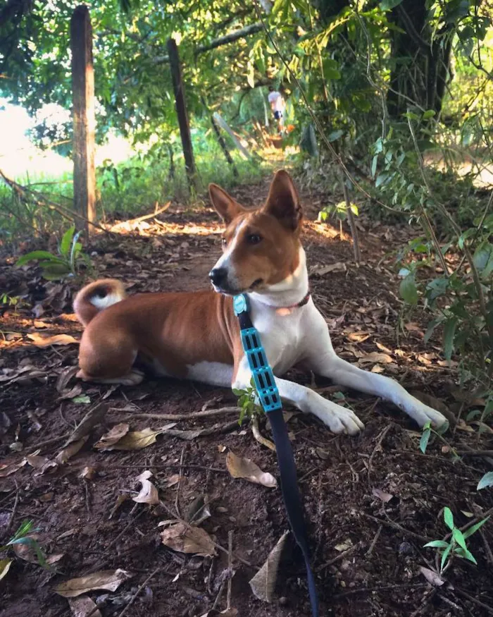 Cachorro ra a Basenji idade 2 anos nome Chevi