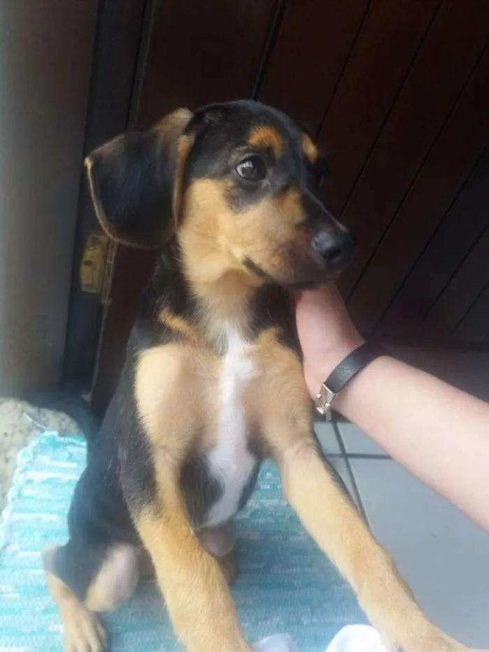 Cachorro ra a Indefinida idade 2 a 6 meses nome Peteca