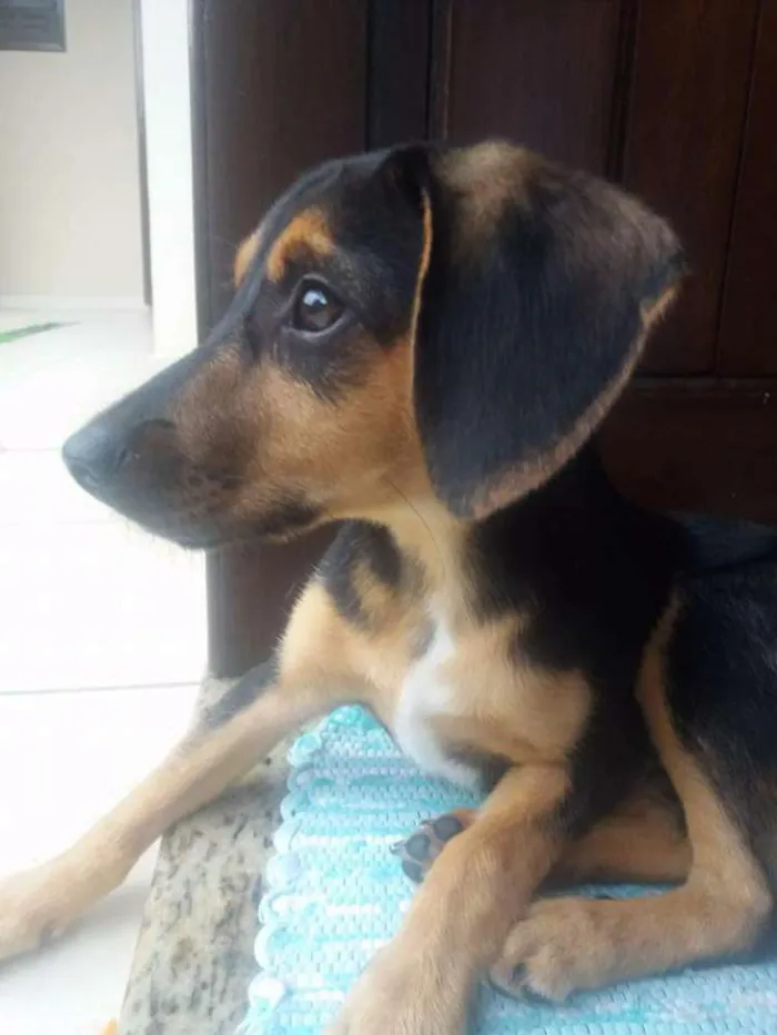 Cachorro ra a Indefinida idade 2 a 6 meses nome Peteca