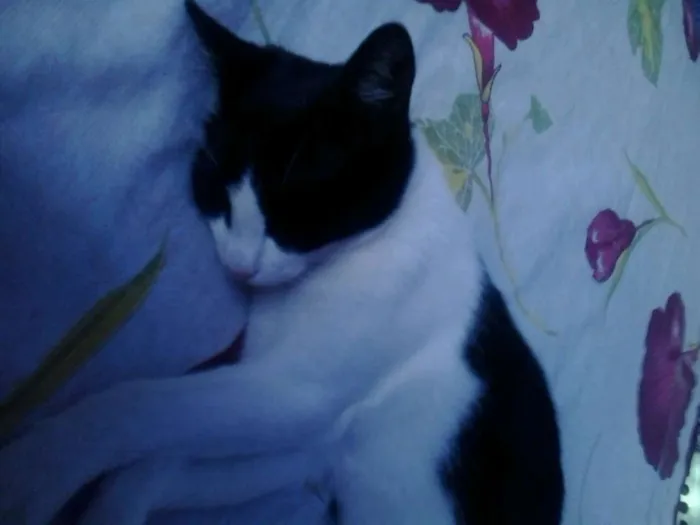 Gato raça  idade 7 a 11 meses nome marrie