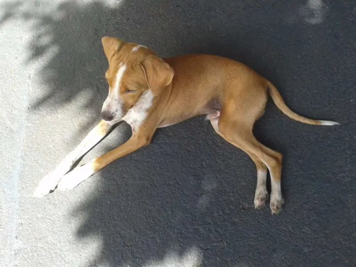 Cachorro ra a Raça nao definida idade 7 a 11 meses nome Pudim