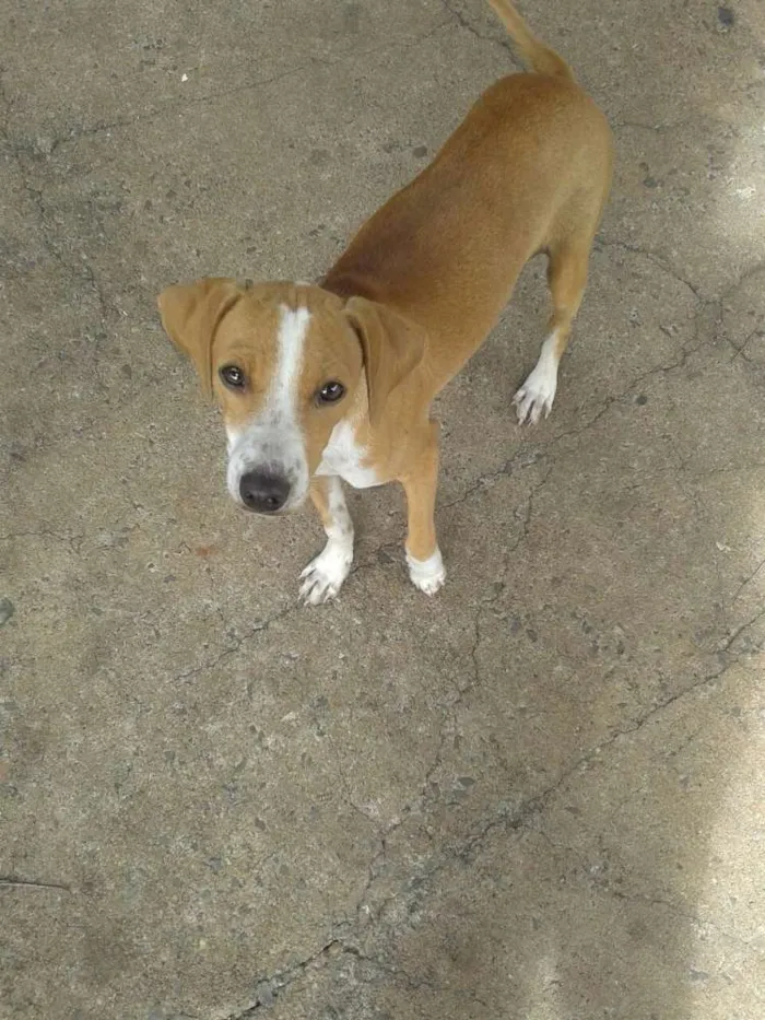 Cachorro ra a Raça nao definida idade 7 a 11 meses nome Pudim