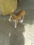 Pudim