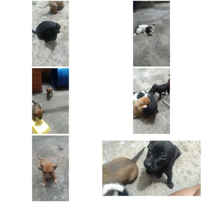 Cachorro ra a  idade Abaixo de 2 meses nome lindinhos 