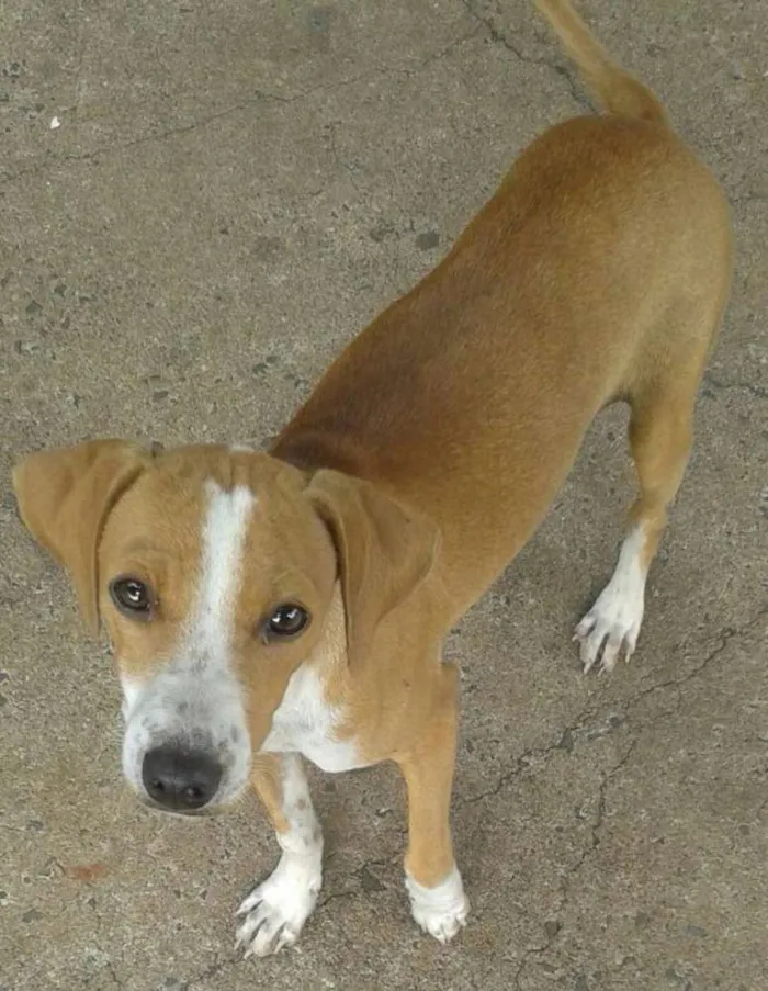 Cachorro ra a Raça nao definida idade 7 a 11 meses nome Pudim