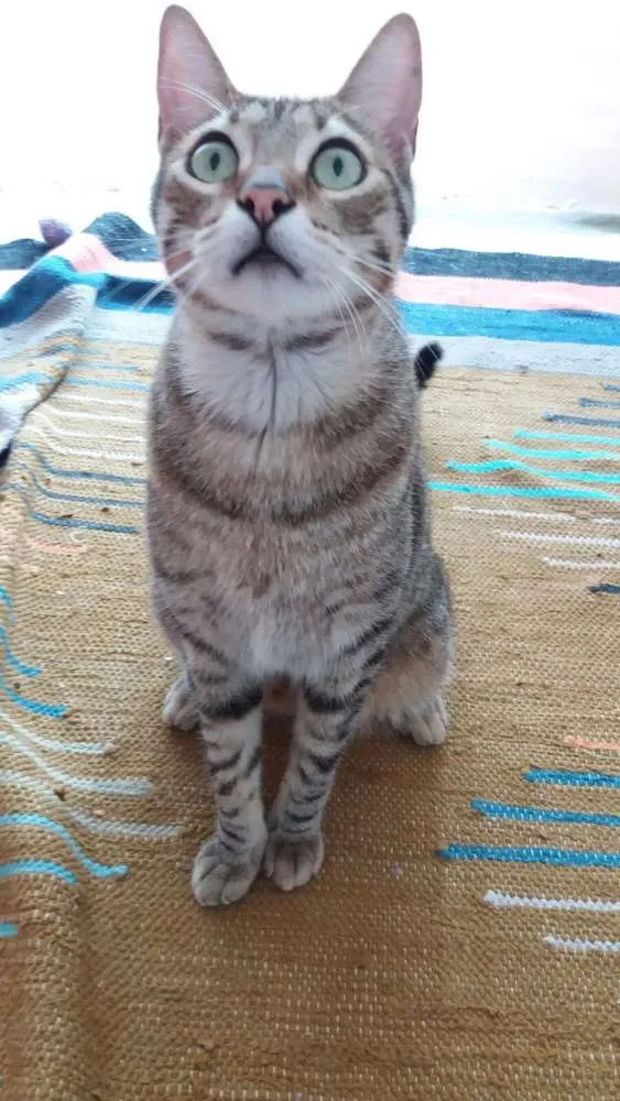 Gato ra a srd idade 3 anos nome AlmondJoy