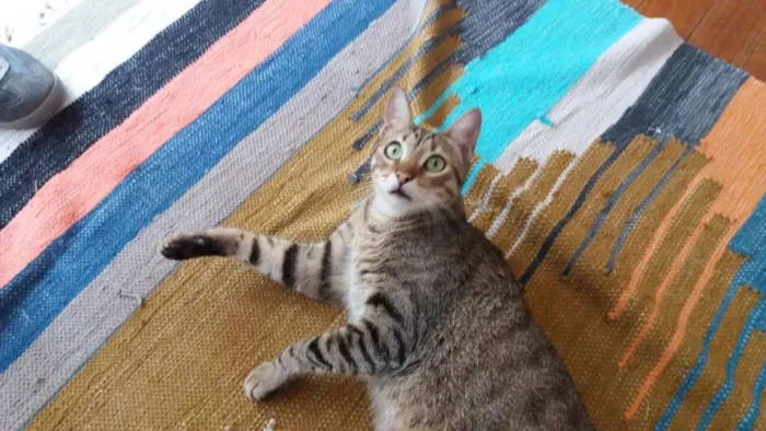 Gato ra a srd idade 3 anos nome AlmondJoy