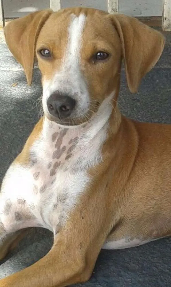 Cachorro ra a Raça nao definida idade 7 a 11 meses nome Pudim