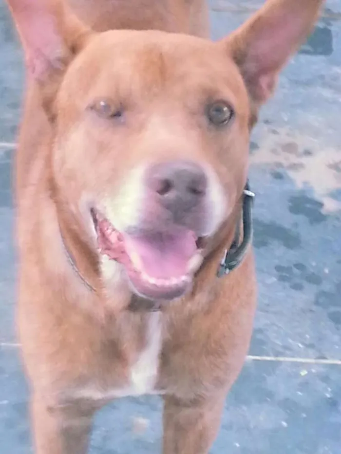 Cachorro ra a Viralata com pit bul  idade 6 ou mais anos nome Chavante