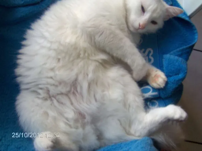 Gato raça SRD idade 4 anos nome Mia