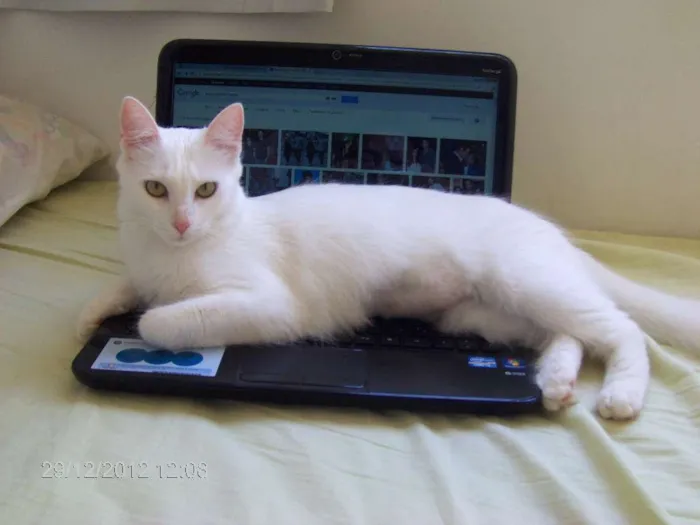 Gato raça SRD idade 4 anos nome Mia