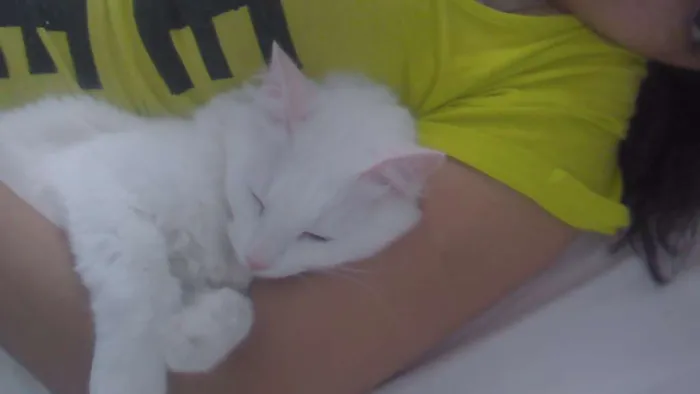 Gato raça SRD idade 4 anos nome Mia