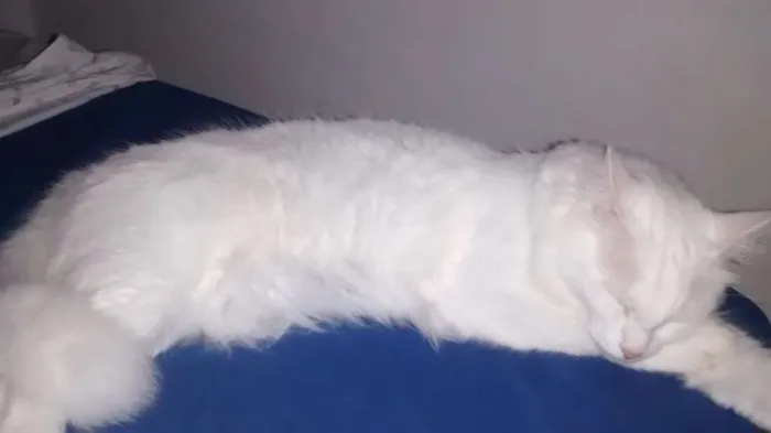 Gato raça SRD idade 4 anos nome Mia
