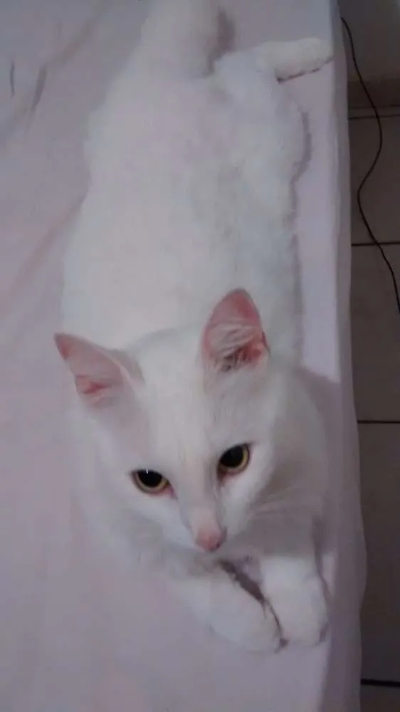 Gato raça SRD idade 4 anos nome Mia