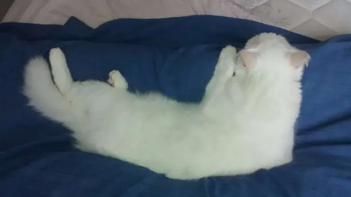 Gato raça SRD idade 4 anos nome Mia