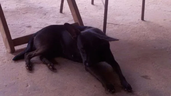 Cachorro ra a Vira lata idade 3 anos nome Pretinha