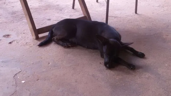 Cachorro ra a Vira lata idade 3 anos nome Pretinha