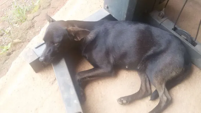 Cachorro ra a Vira lata idade 3 anos nome Pretinha