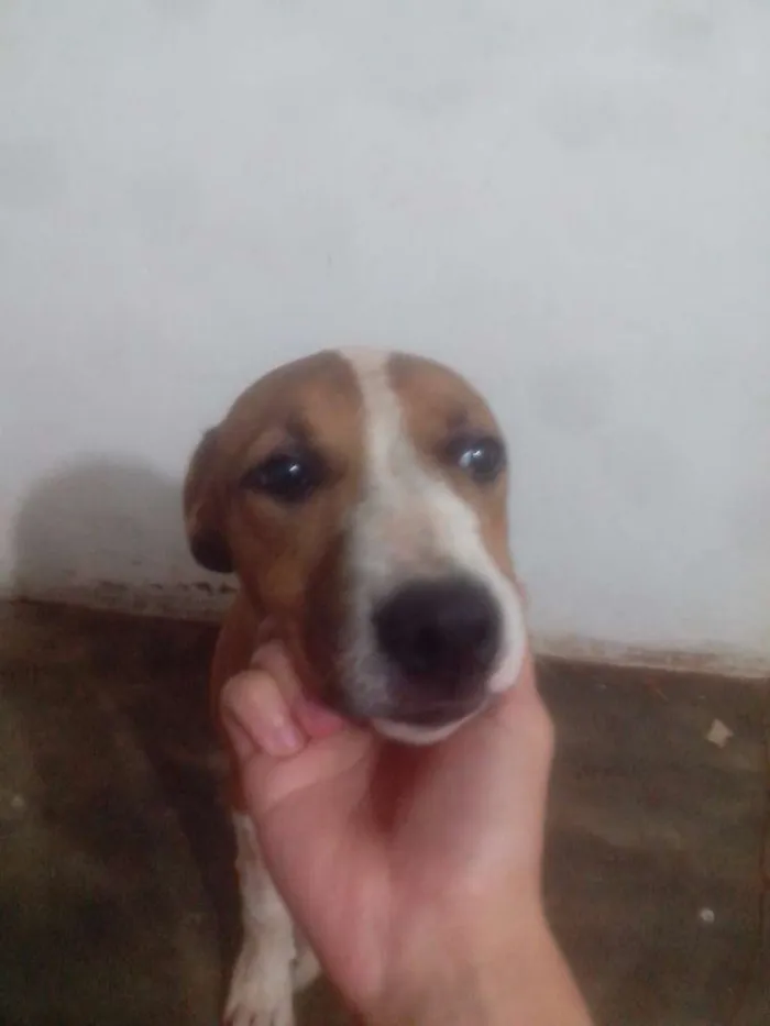 Cachorro ra a Pit-Bull idade 2 a 6 meses nome Pipoca