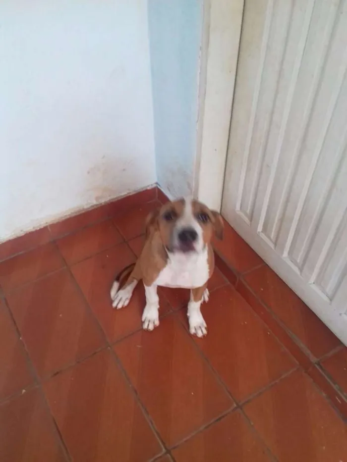 Cachorro ra a Pit-Bull idade 2 a 6 meses nome Pipoca