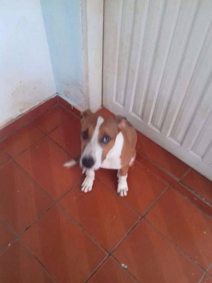 Cachorro ra a Pit-Bull idade 2 a 6 meses nome Pipoca