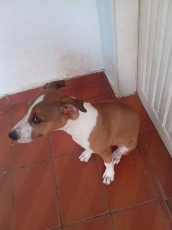 Cachorro ra a Pit-Bull idade 2 a 6 meses nome Pipoca