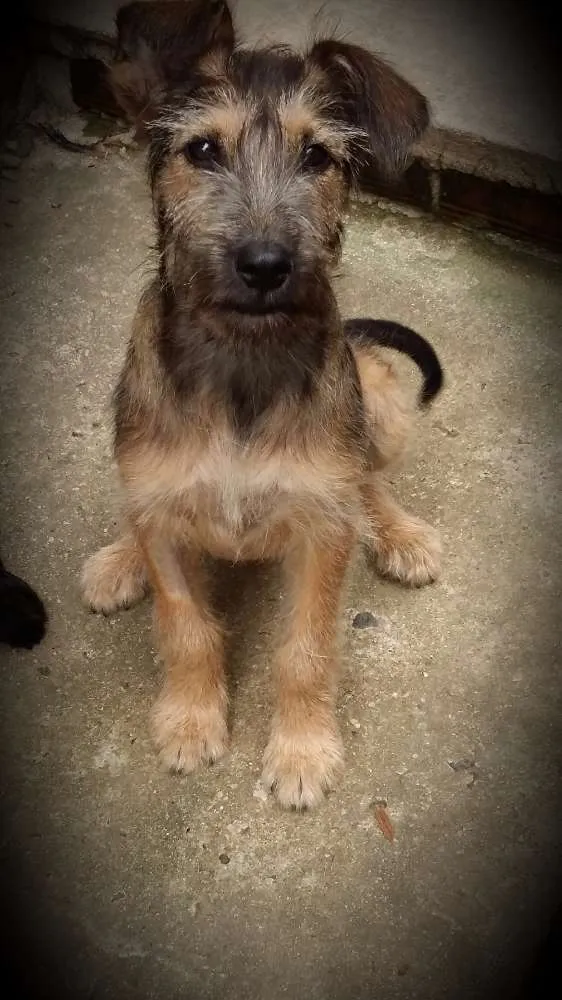 Cachorro ra a Indefinida  idade 2 a 6 meses nome Paçoca