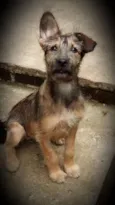 Paçoca